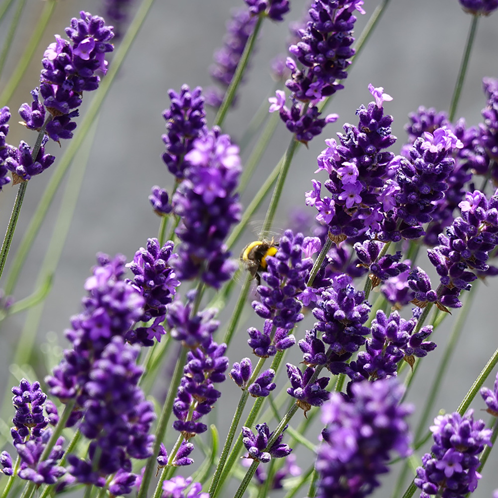 Bee on Lavendar